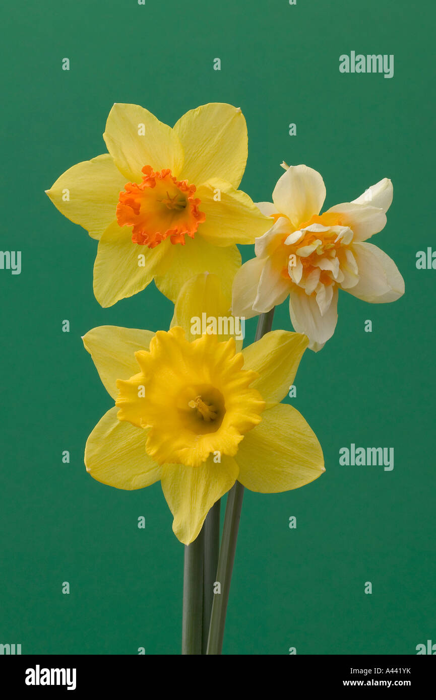 Tre tipi di daffodil contro un backgrong verde Foto Stock