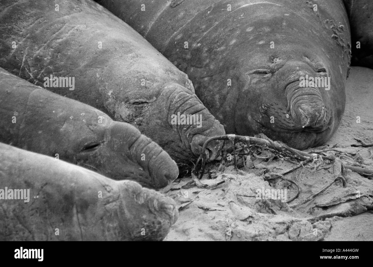 Quattro tori dell'elefante meridionale (Mirounga leonina) dormono sulla spiaggia di Sea Lion Island, Falkland Islands, South Atlantic Foto Stock