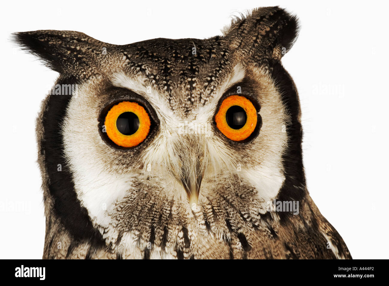 Bianco del sud di fronte il gufo Ptilopsis granti medie uccello notturno con prominenti ciuffi auricolari. Trovato in Africa australe Foto Stock