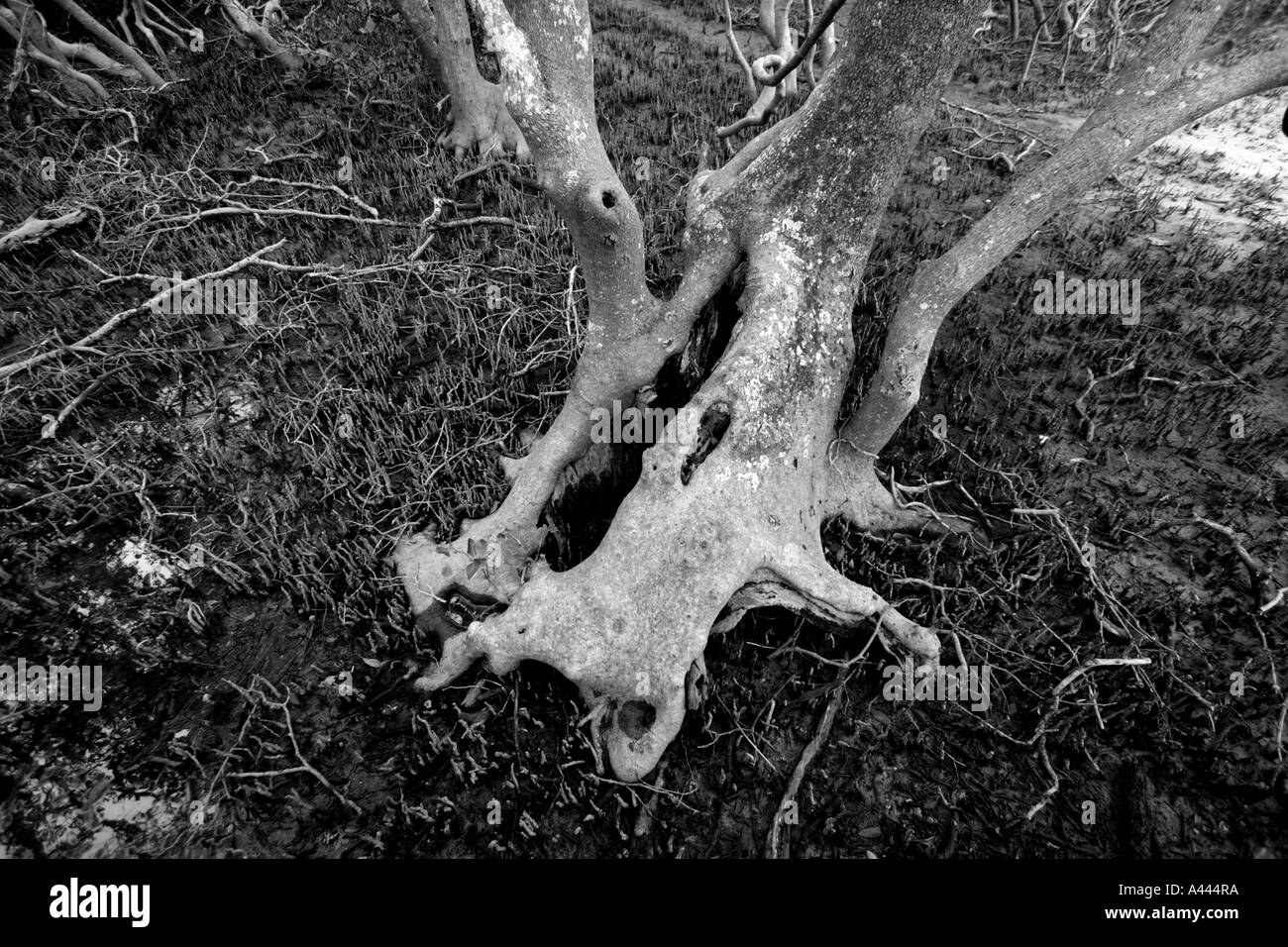 Radici di alberi di mangrovie BAPDB ORIZZONTALE4982 Foto Stock