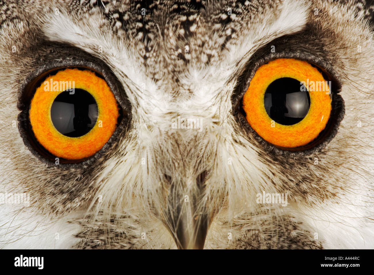 Bianco del sud di fronte il gufo Ptilopsis granti medie uccello notturno con prominenti ciuffi auricolari. Trovato in Africa australe Foto Stock