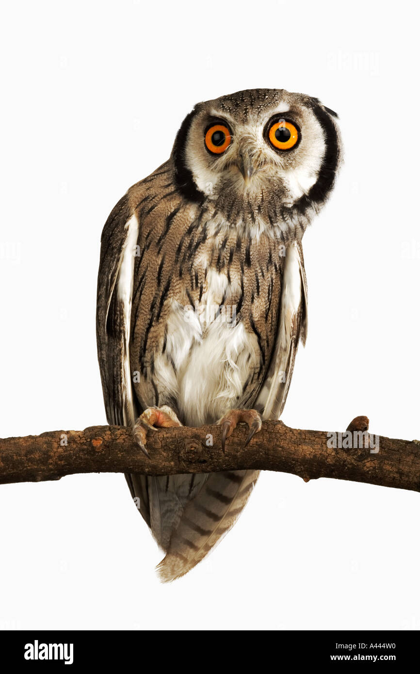 Bianco del sud di fronte il gufo Ptilopsis granti medie uccello notturno con prominenti ciuffi auricolari. Trovato in Africa australe Foto Stock