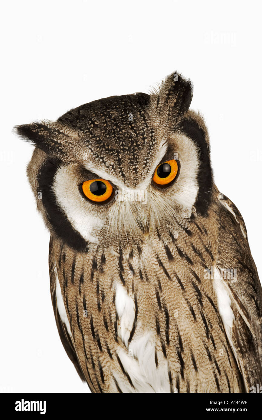 Bianco del sud di fronte il gufo Ptilopsis granti medie uccello notturno con prominenti ciuffi auricolari. Trovato in Africa australe Foto Stock