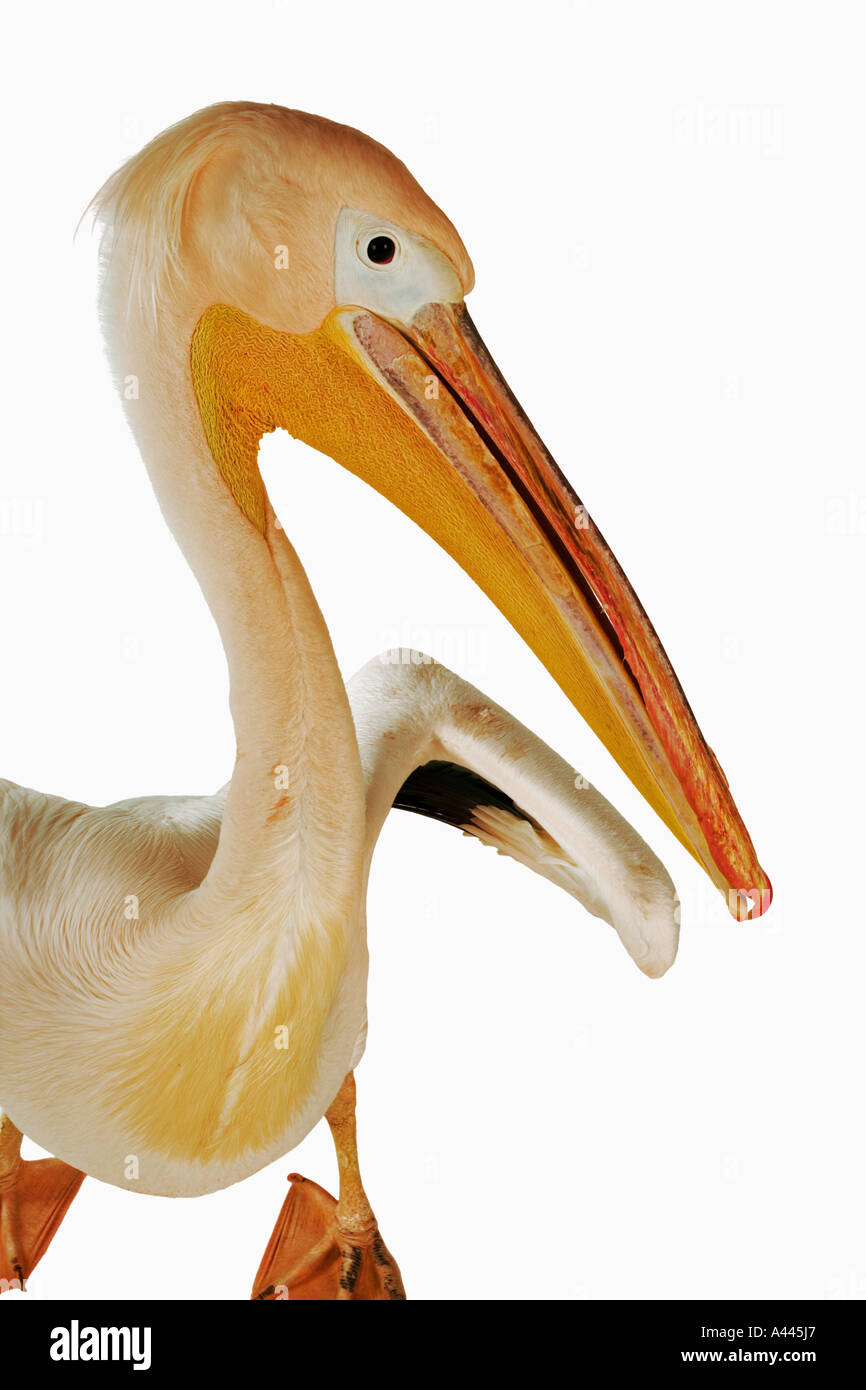 Pellicano. Pelecanus onocrotalus. Grandi uccelli che vivono in colonie. Hanno punte a gambo lungo e bill appiattita. Foto Stock