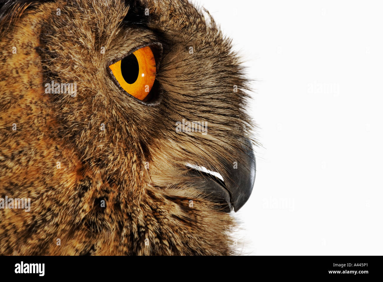 Gufo reale Bubo bubo più grandi e più potenti di gufo in Europa meglio conosciuto per colpire gli occhi gialli Foto Stock