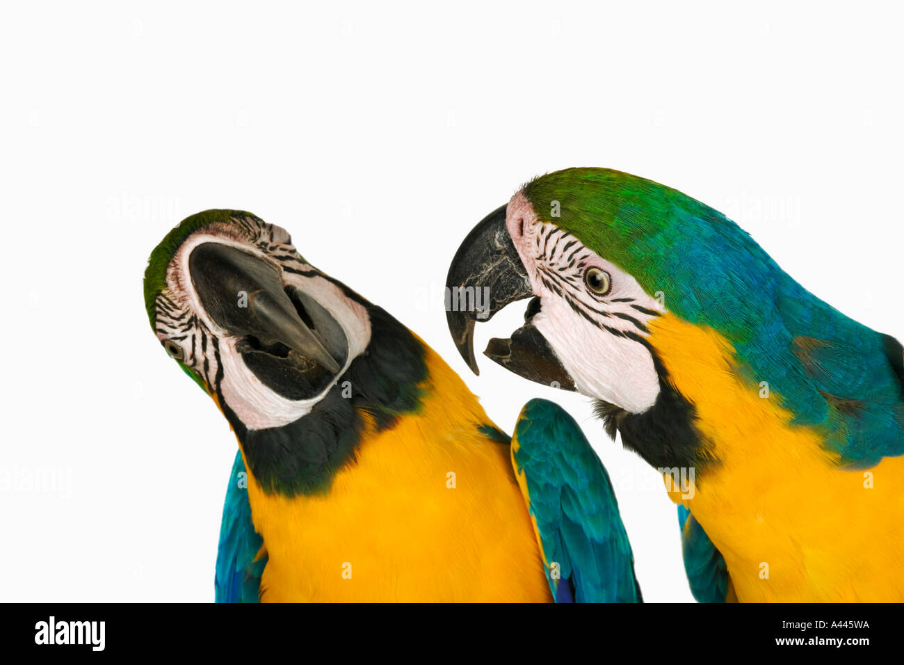 Il blu e il giallo oro Macaw Ara ararauna grandi uccelli colouful con code lunghe visto in gruppi. Vulnarable Foto Stock
