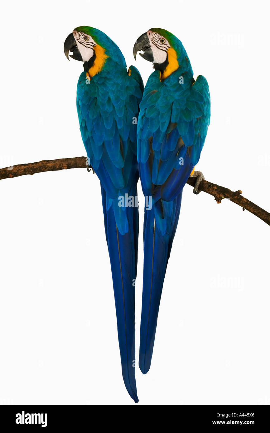 Il blu e il giallo oro Macaw Ara ararauna grandi uccelli colouful con code lunghe visto in gruppi. Vulnarable Foto Stock