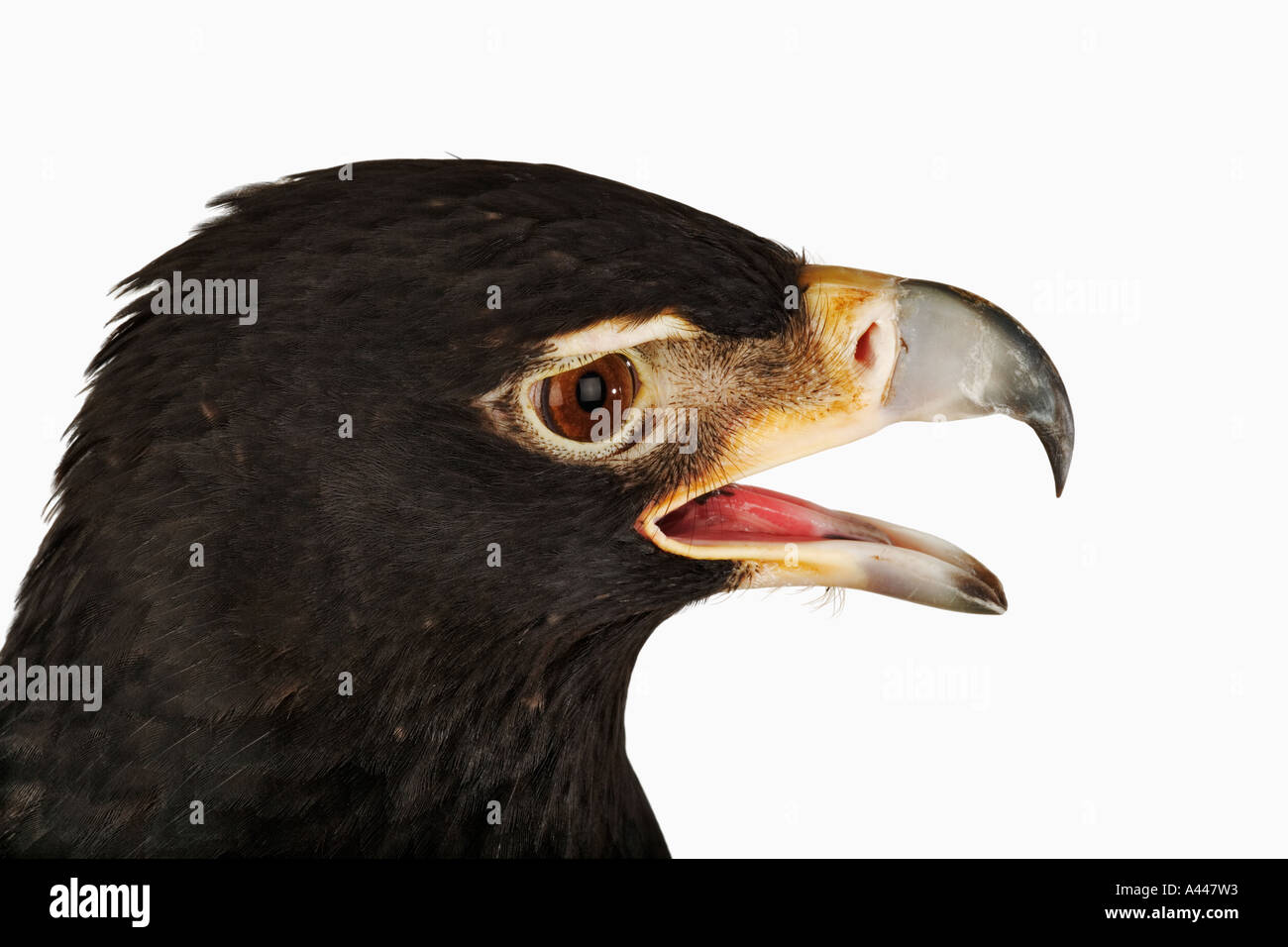 Black Eagle Aquila verreauxii hanno molto di buon occhio la vista e forte di un becco per la caccia. La distribuzione dell'Africa orientale e australe Foto Stock
