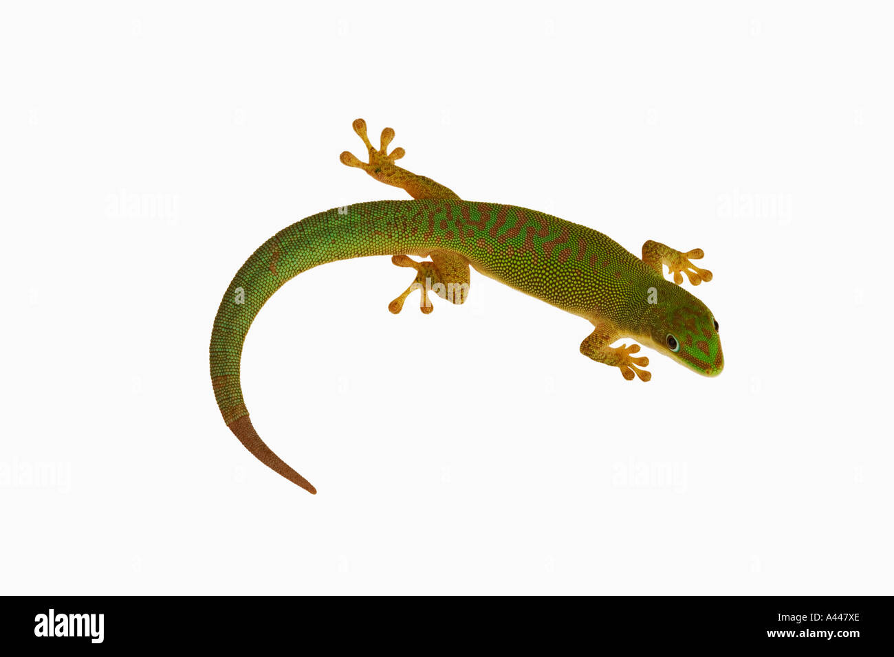 Giorno gecko astriata Phelsuma astriata Queste lucertole slanciata con colore verde brillante e ben si è evoluta in piedi per tree climbing Foto Stock