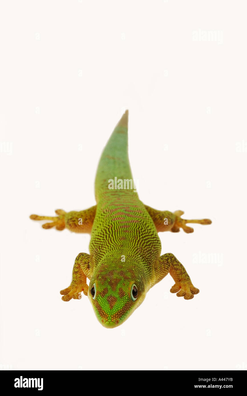 Giorno gecko astriata Phelsuma astriata Queste lucertole slanciata con colore verde brillante e ben si è evoluta in piedi per tree climbing Foto Stock