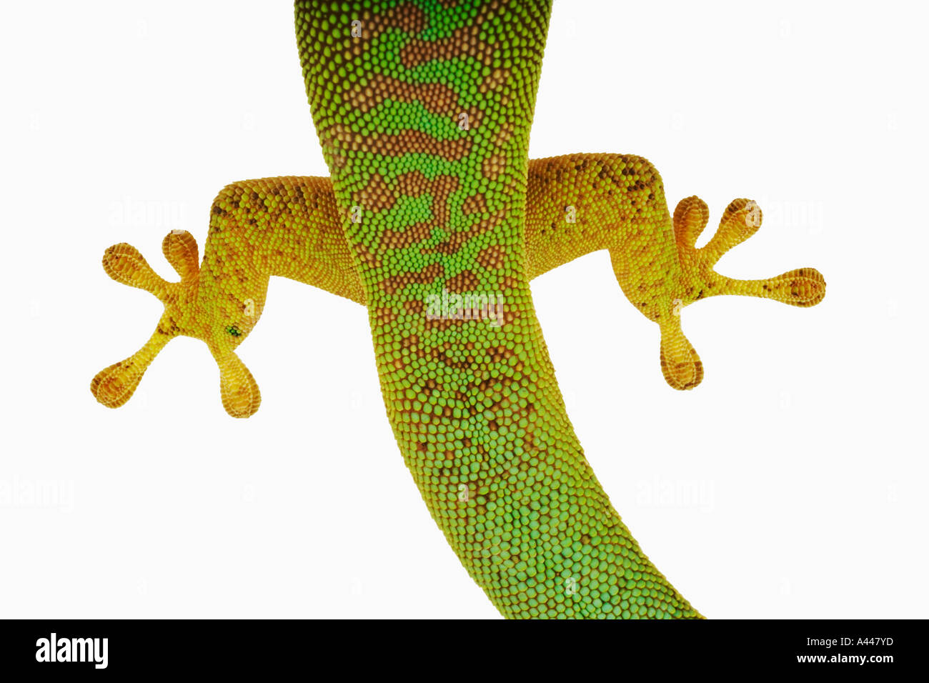 Giorno gecko astriata Phelsuma astriata Queste lucertole slanciata con colore verde brillante e ben si è evoluta in piedi per tree climbing Foto Stock