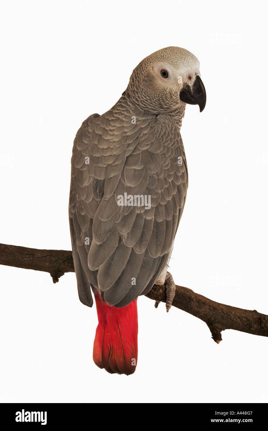 Pappagallo grigio africano Psittacus erithacus molto intelligente uccelli sociali distribuzione Africa centrale Foto Stock