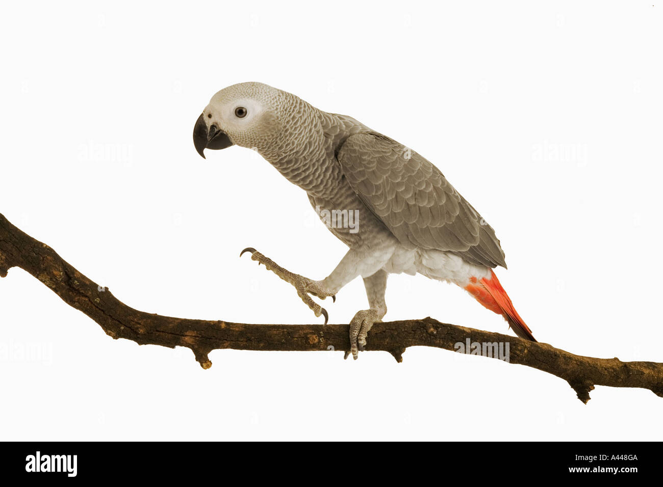 Pappagallo grigio africano Psittacus erithacus molto intelligente uccelli sociali distribuzione Africa centrale Foto Stock