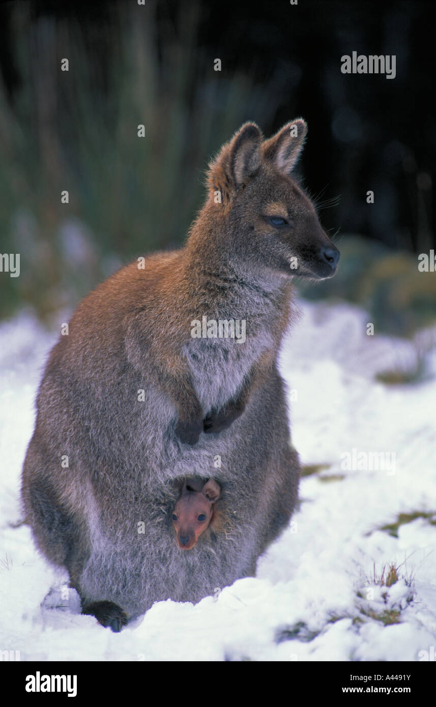 Collo rosso Wallaby Macropus rufogriseus chiamato Bennett s Wallaby in Tasmania Australia madre e joey Foto Stock