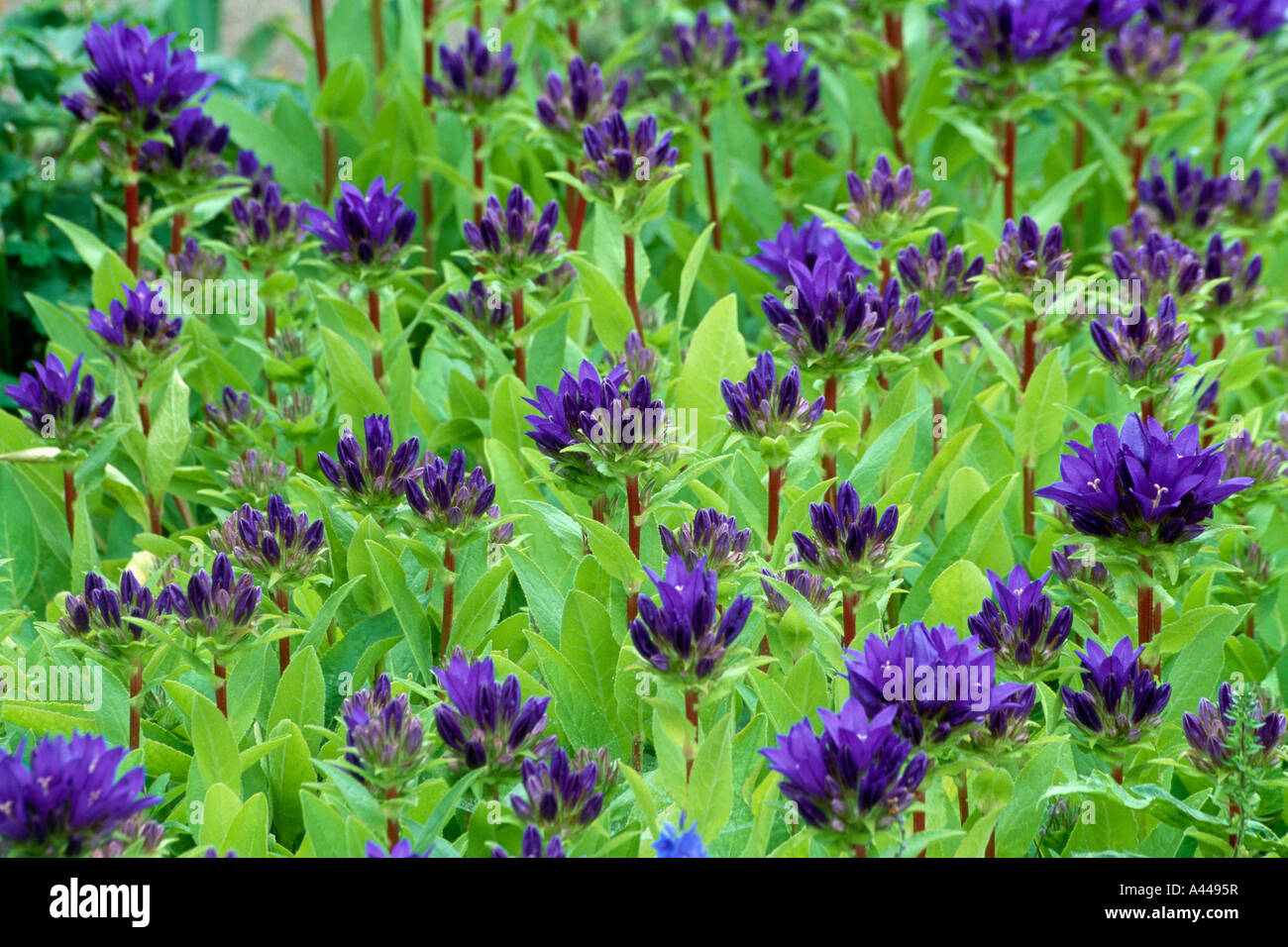 Close-up di blu Campanula glomerata Superba Foto Stock