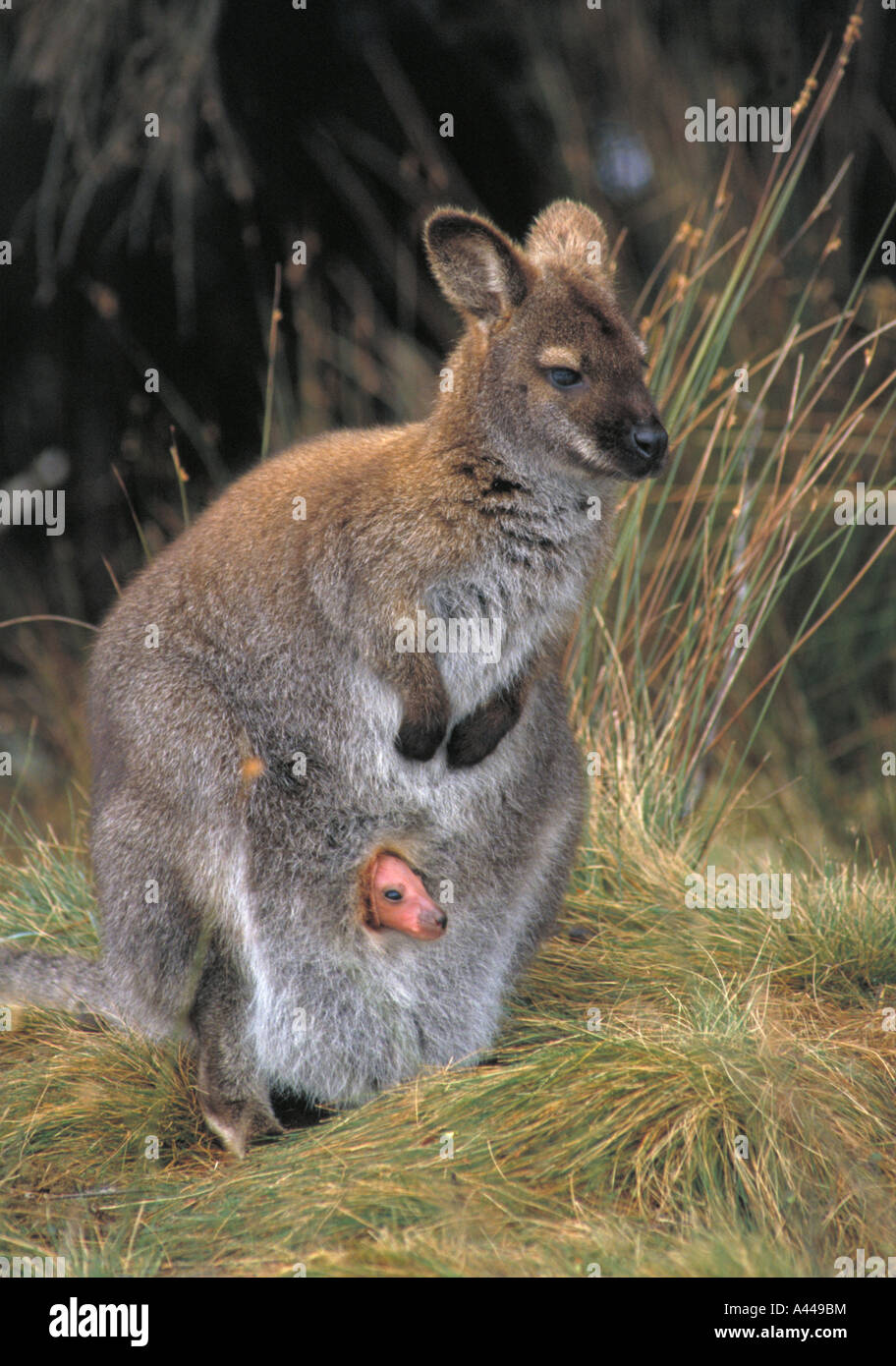 Collo rosso Wallaby Macropus rufogriseus chiamato Bennett s Wallaby in Tasmania Australia marsupiale madre e joey Foto Stock