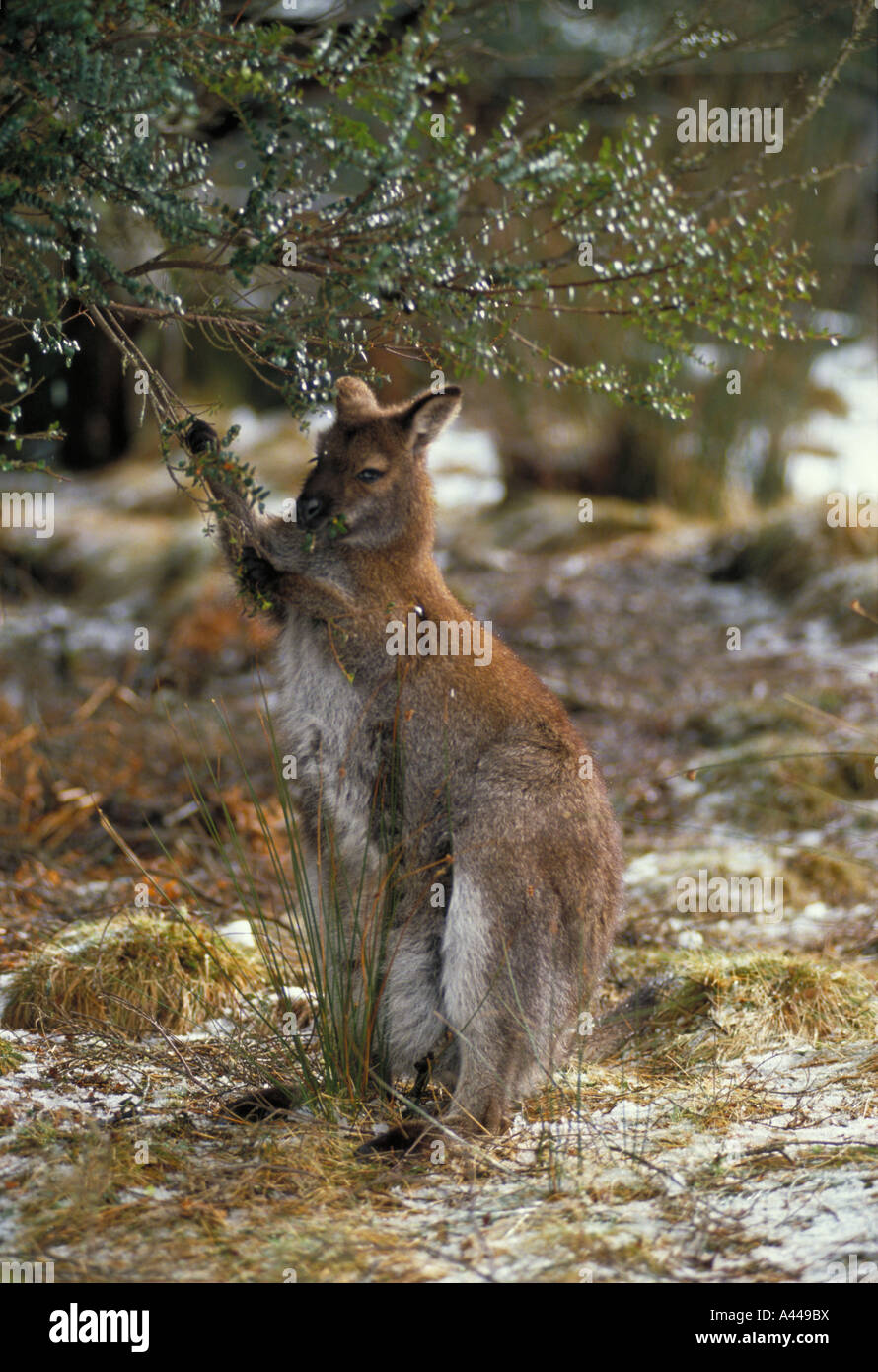 Collo rosso Wallaby Macropus rufogriseus chiamato Bennett s Wallaby in Tasmania Australia Foto Stock