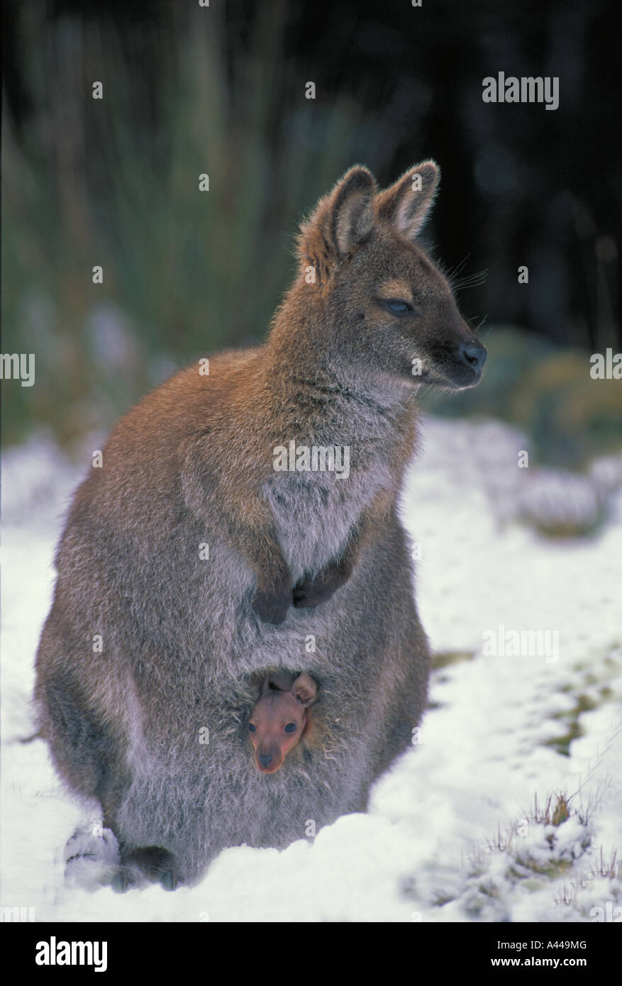 Collo rosso Wallaby Macropus rufogriseus chiamato Bennett s Wallaby in Tasmania Australia Foto Stock