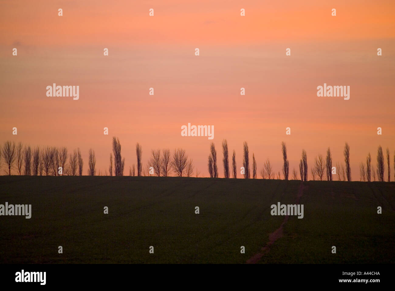 I pioppi intorno ai campi nel Kent Foto Stock