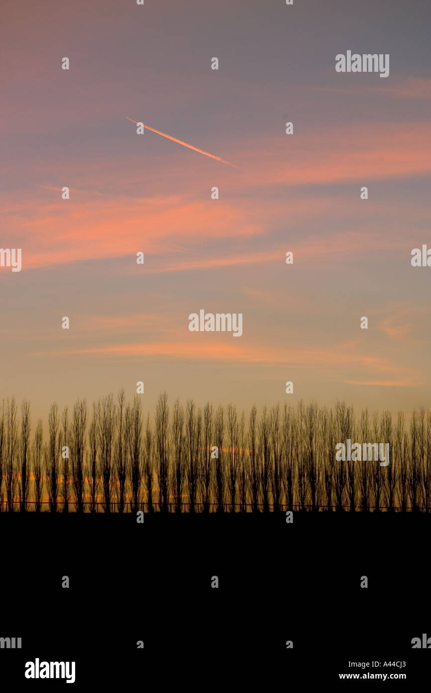 I pioppi intorno ai campi nel Kent Foto Stock