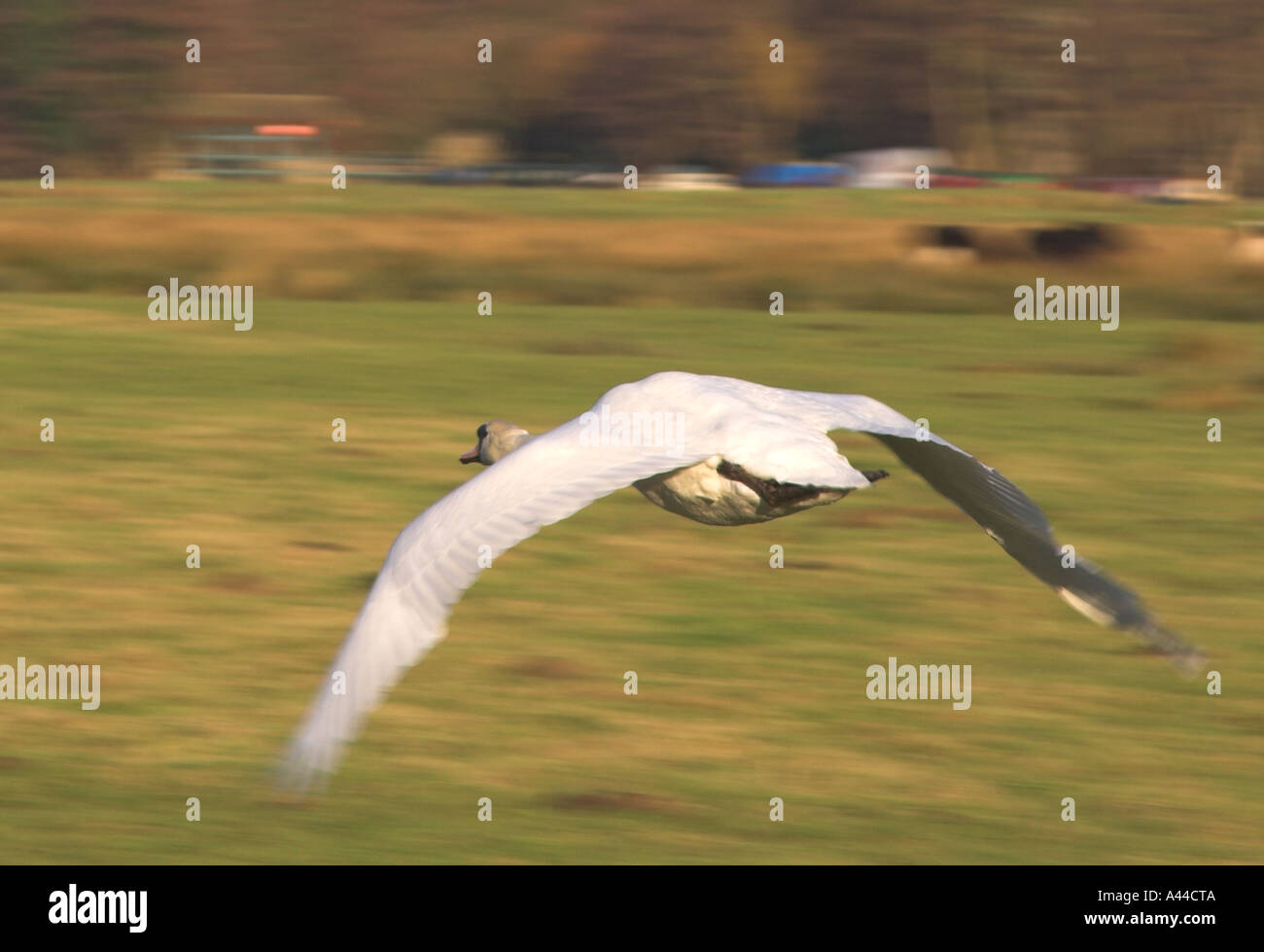 In Europa il Regno Unito Inghilterra swan volando a bassa quota sopra la terra Foto Stock
