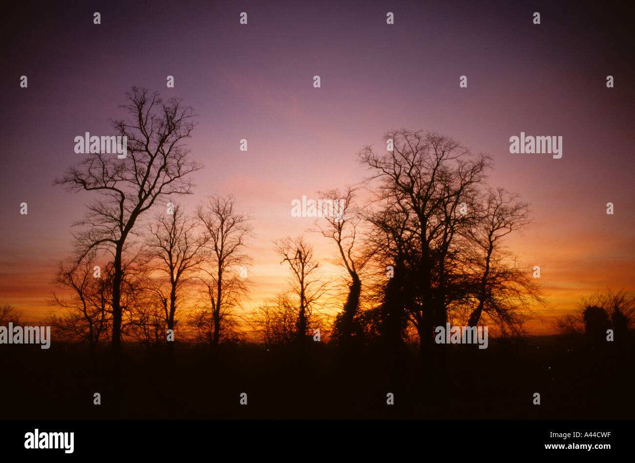 Tramonto su alberi Knet Inghilterra, Foto Stock