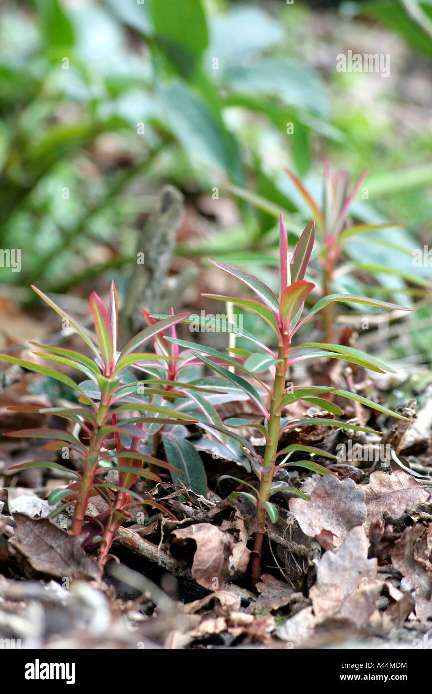 Euphorbia sikkimensis nuovi germogli alla fine di gennaio Foto Stock