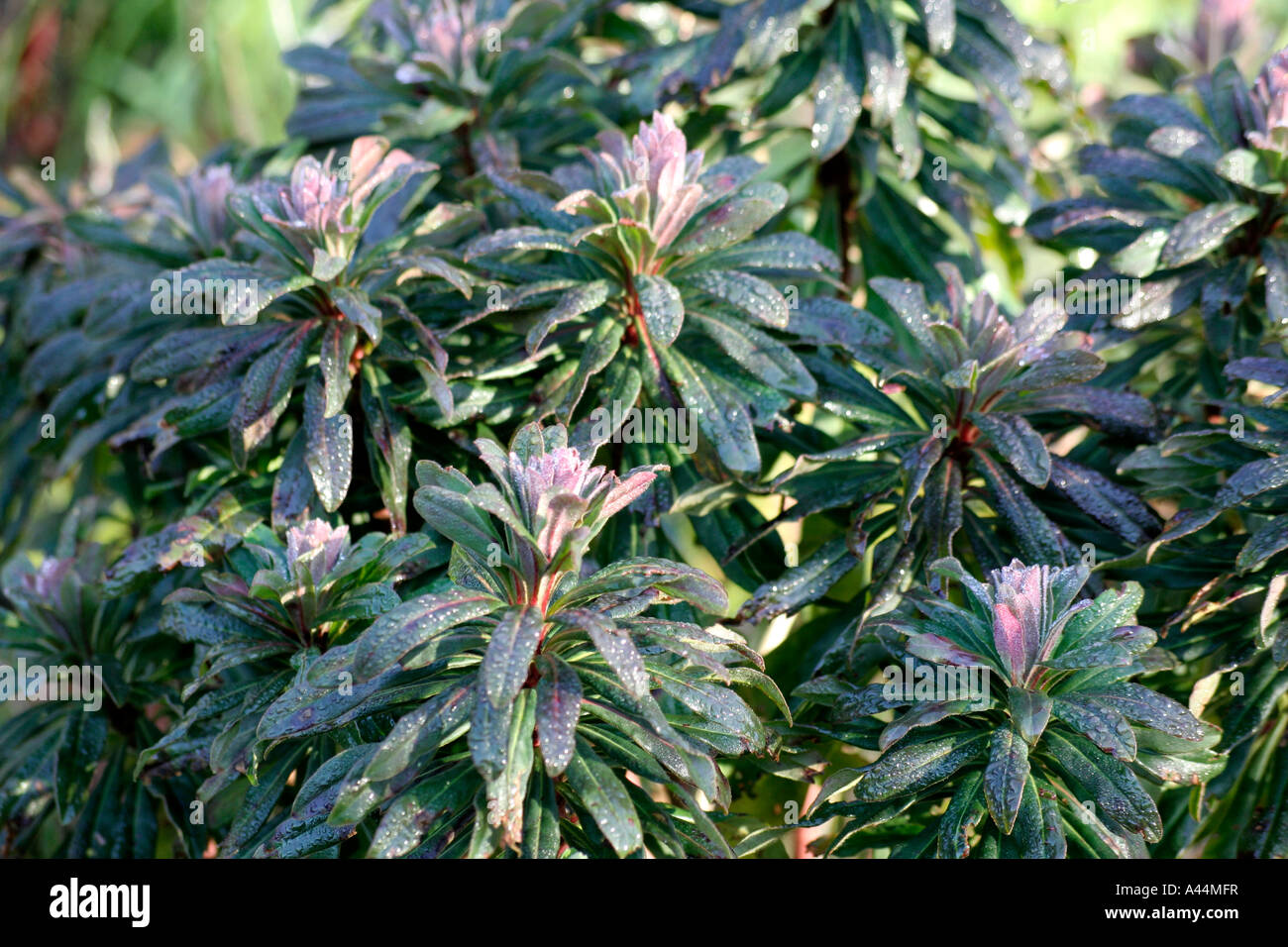 Euphorbia amygdaloides Brithembottom Foto Stock