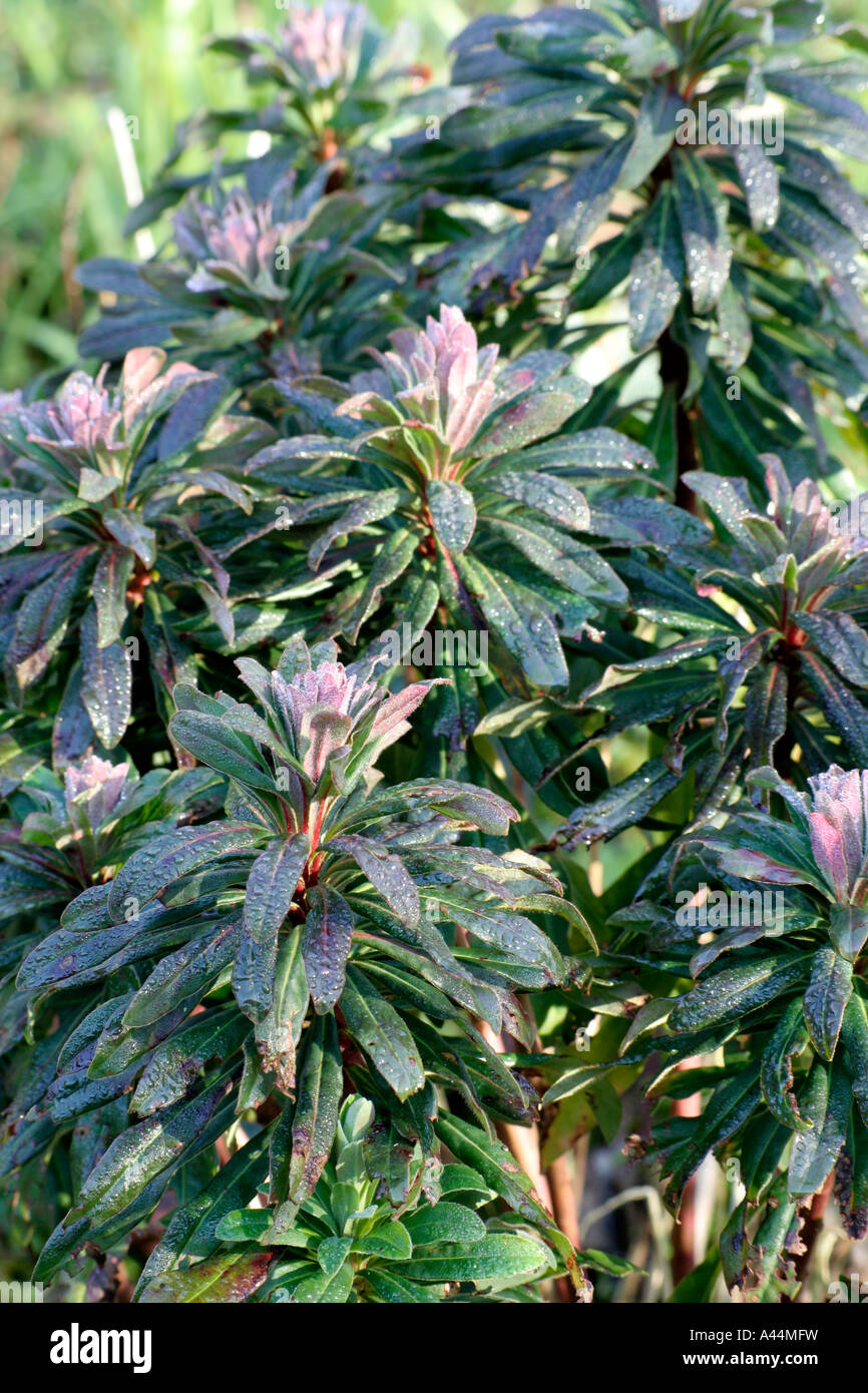 Euphorbia amygdaloides Brithembottom bronzo assume tinte di rosso in inverno Foto Stock