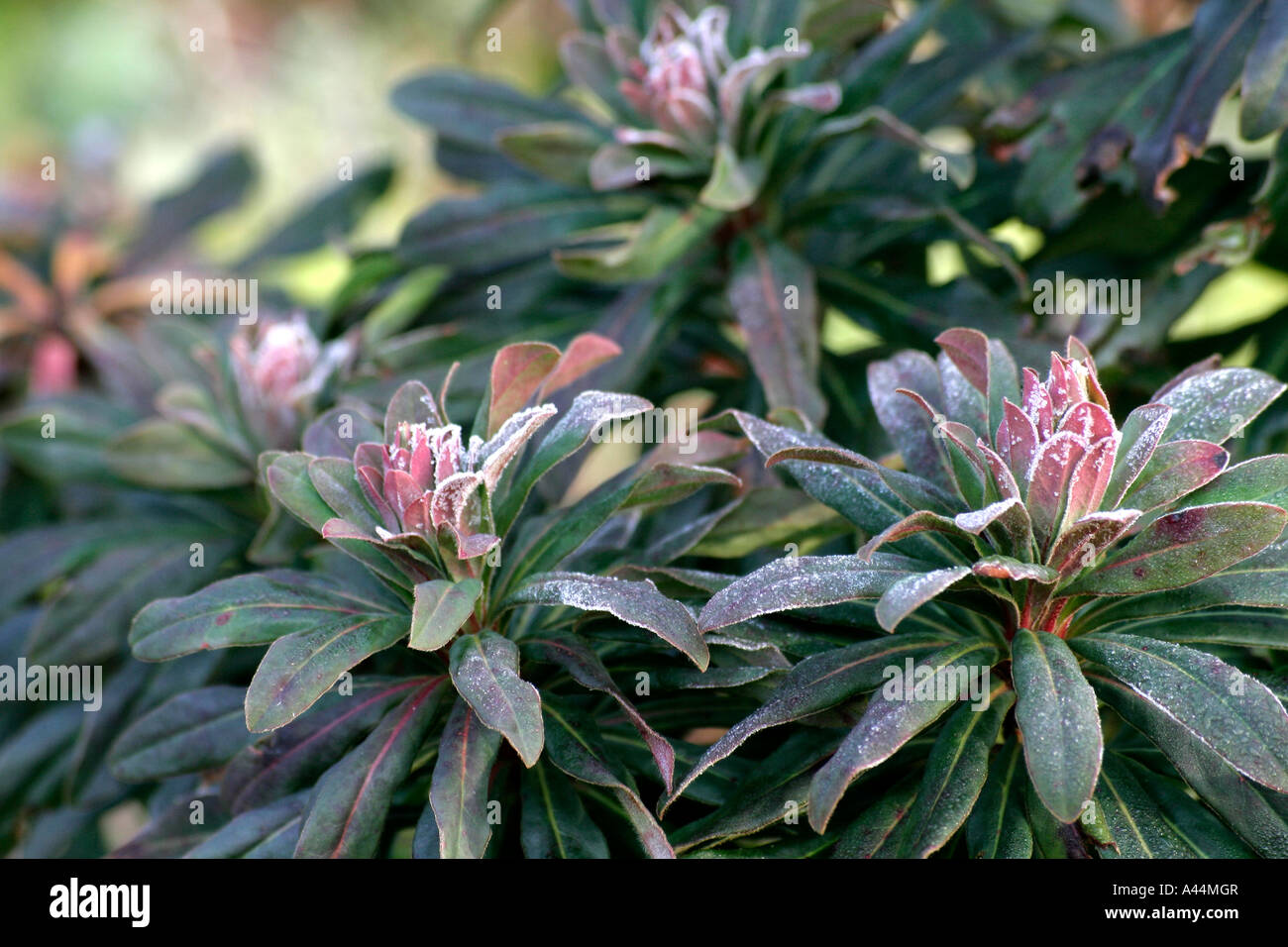 Euphorbia amygdaloides brithembottom con una leggera spolverata di brina Foto Stock