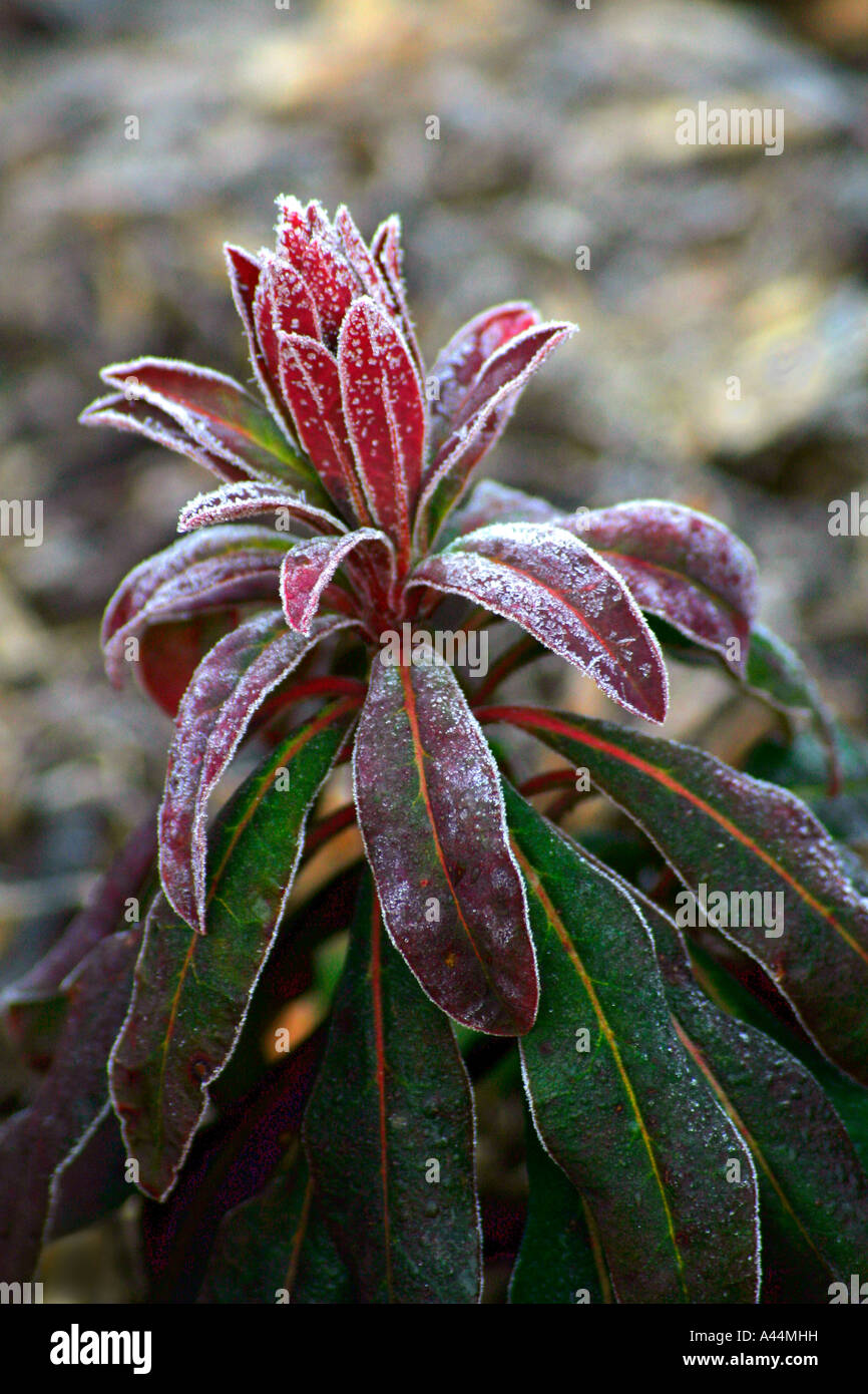 Euphorbia amygdaloides purpurea piantina pianta con fogliame smerigliato Foto Stock