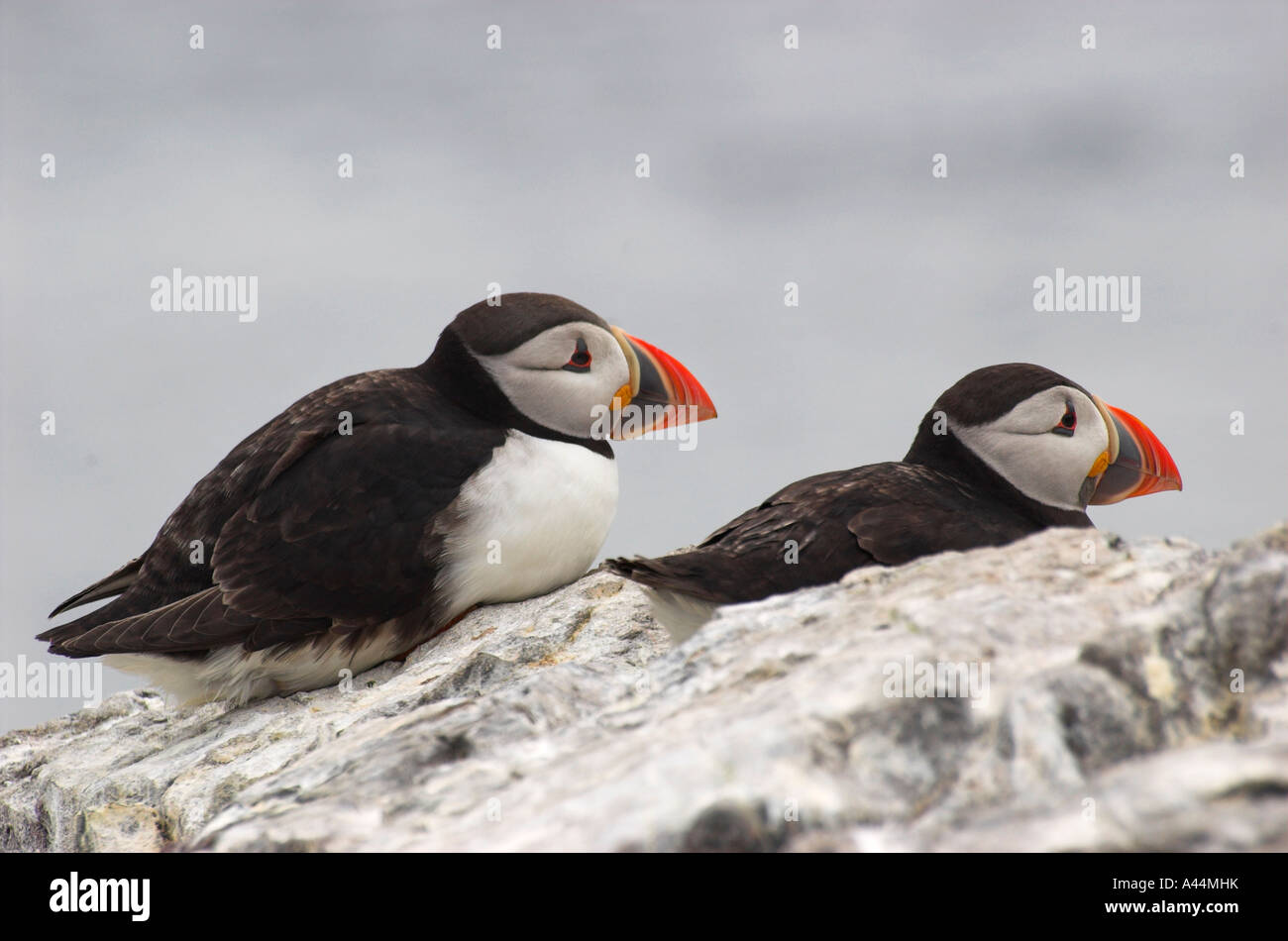 I puffini sull isola di fiocco, farne Islands, Northumberland, Inghilterra Foto Stock