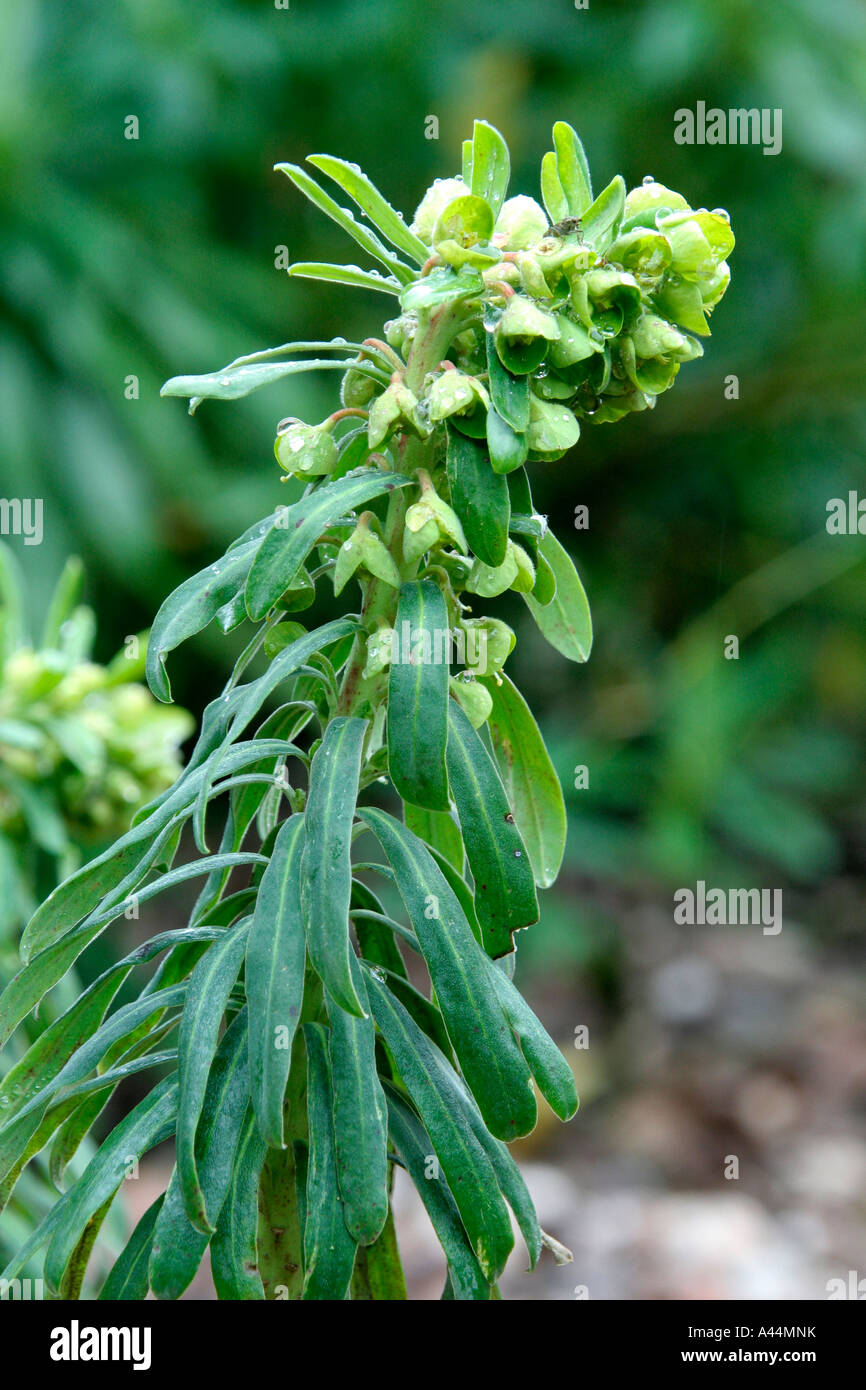 Euphorbia characias wulfenii metà febbraio Foto Stock