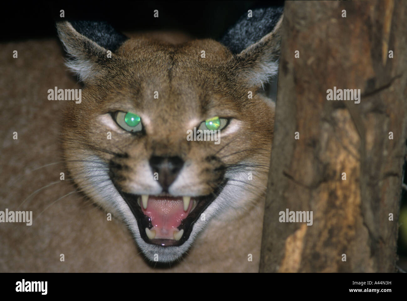 Captive Lynx caracal (Felis caracal),una specie in via di estinzione. Foto Stock