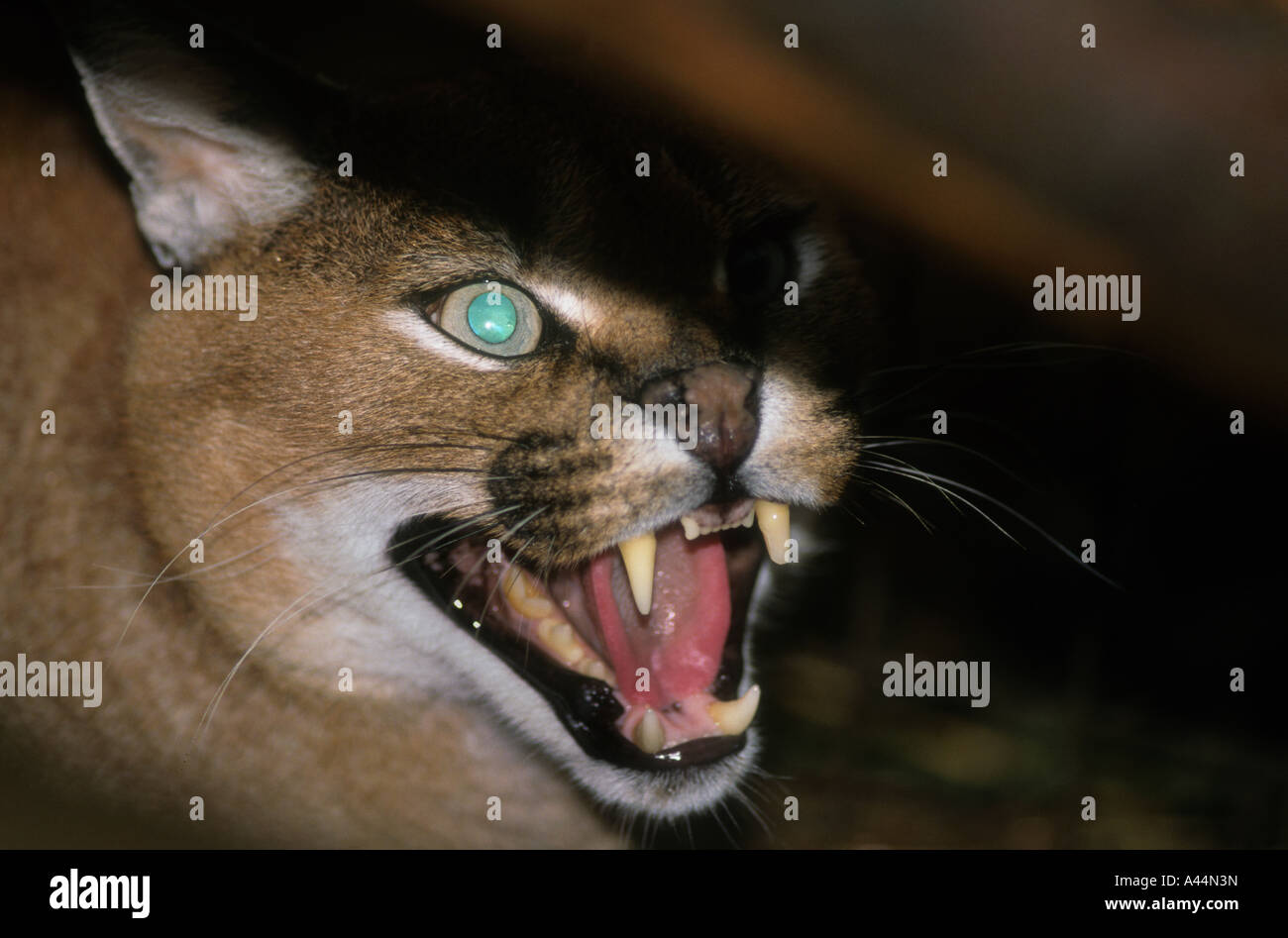 Captive Lynx caracal (Felis caracal),una specie in via di estinzione. Foto Stock