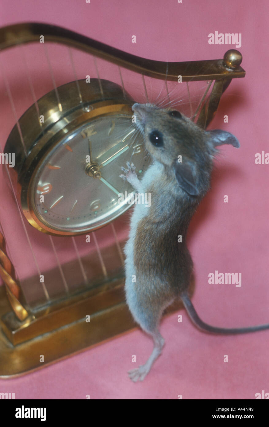 Inclinazione del mouse sull'orologio Foto Stock
