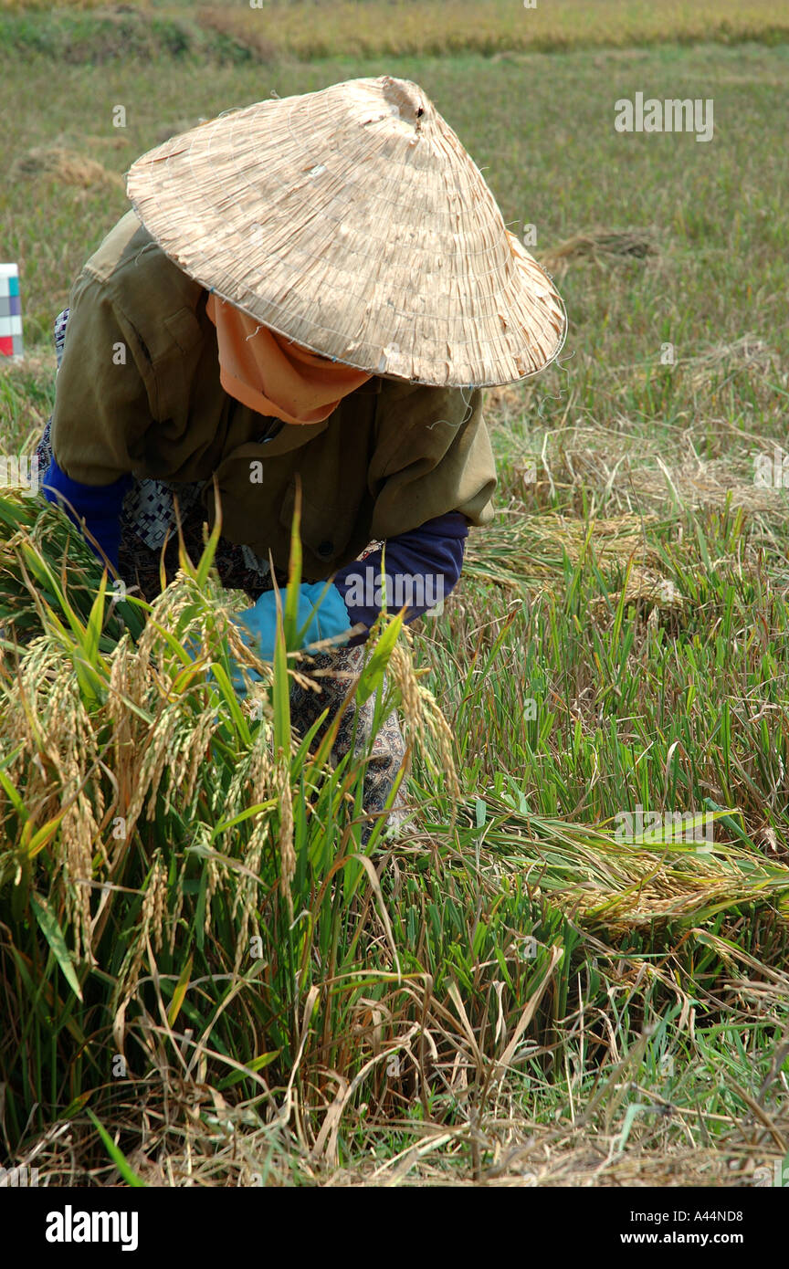 Raccolto di riso Ninh Thuan Provincia del Vietnam il Viet Nam del sud-est asiatico Foto Stock