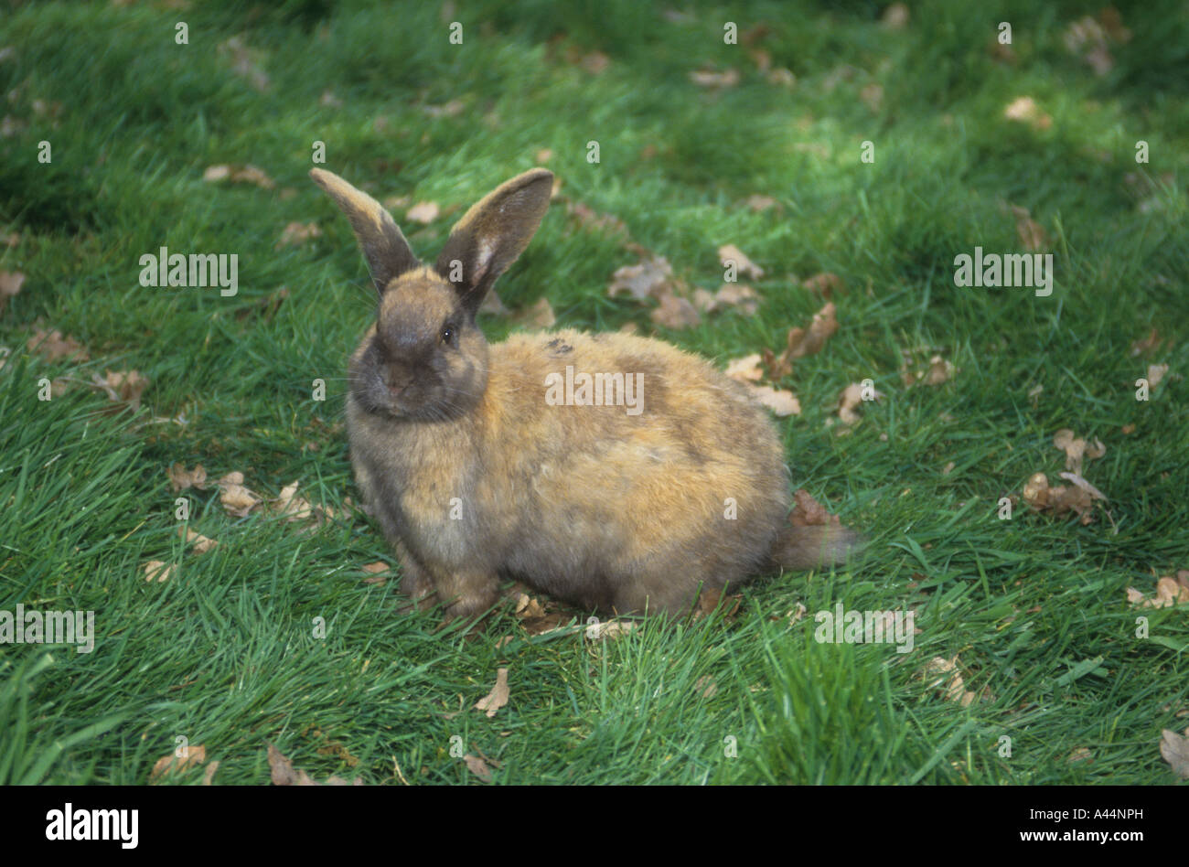 Una varietà di coniglio, libero di eseguire circa in un giardini zoologici Angolo animali domestici.Una zona riservata per i bambini più piccoli. Foto Stock