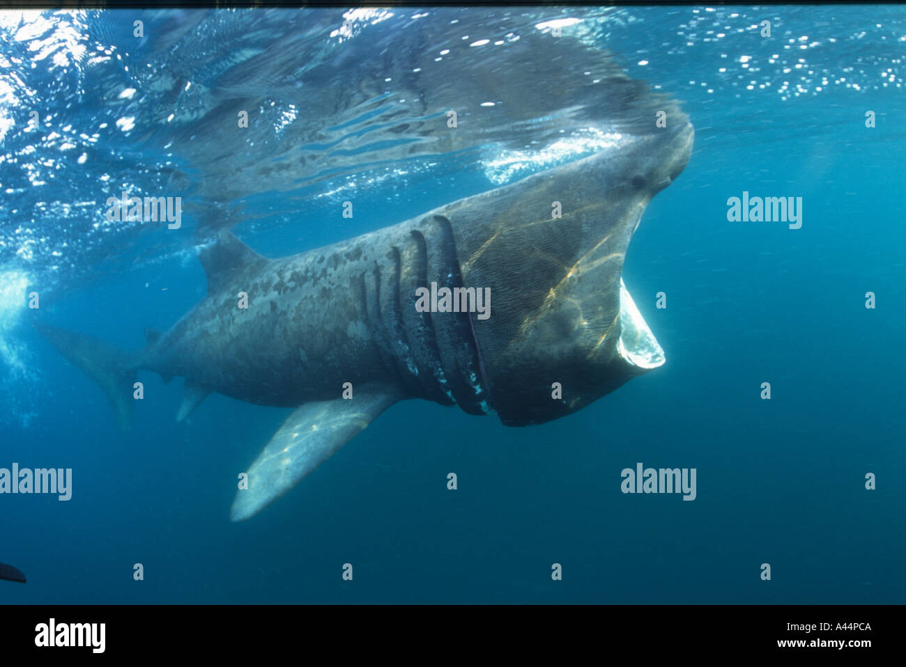 Lo squalo elefante alimentare nel Regno Unito Foto Stock