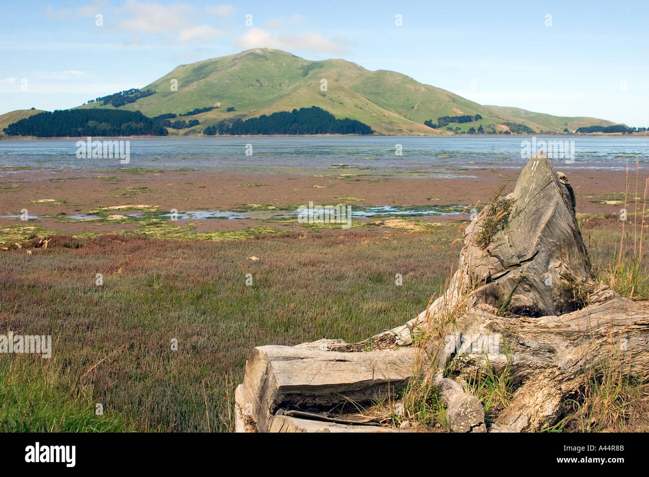 Ingresso Hoopers Penisola di Otago Foto Stock