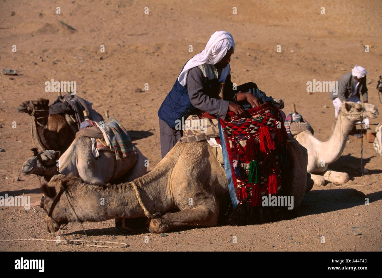 Moderna tribù beduina uomo indossando giacca occidentale carichi di stoffa colorata sella del suo Cammello Dromedario a Dahab Sinai Egitto con altri seduti cammelli Foto Stock