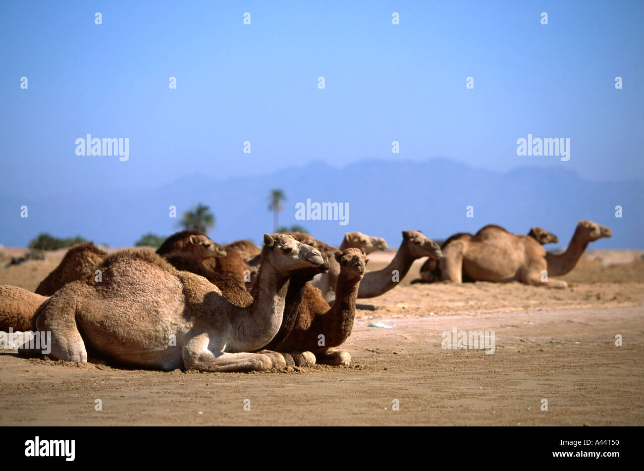 Allevamento di selvaggina dromedario cammelli seduti al sole sulla roccia argillosa sabbia del deserto a Dahab Sinai Laguna Mar Rosso in Egitto Foto Stock