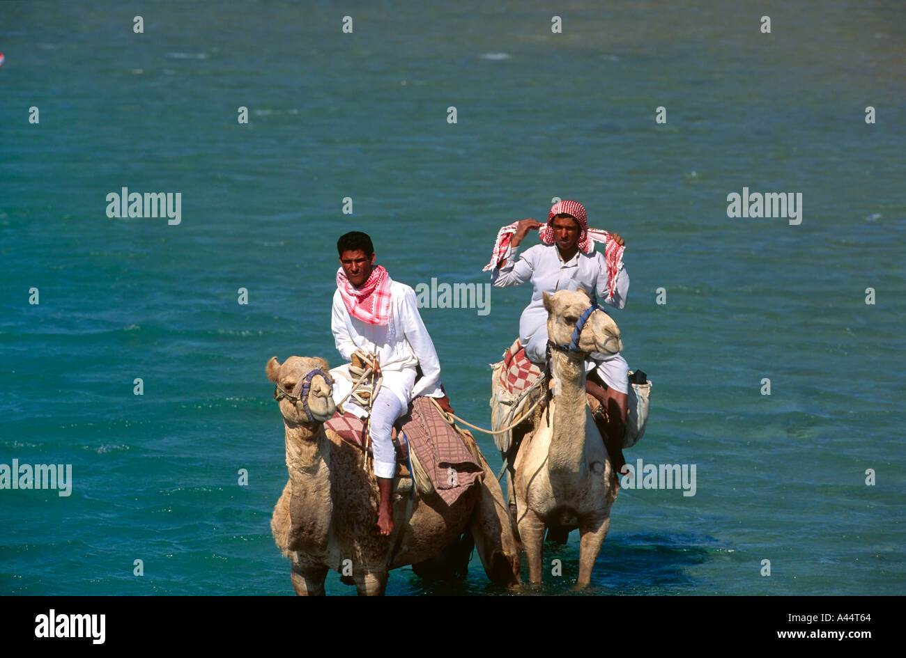 Bedouin piloti su due cammelli in piedi in acqua poco profonda del Mar Rosso a Dahab Sinai Egitto Foto Stock