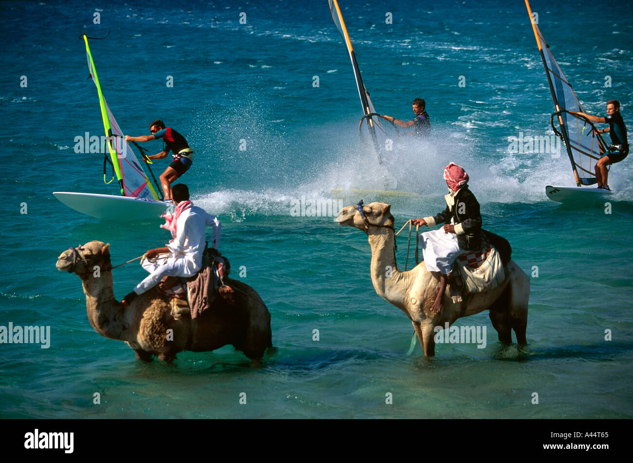 Tre gli appassionati di windsurf vela vicino a due beduino con cammelli a Dahab Egitto Foto Stock
