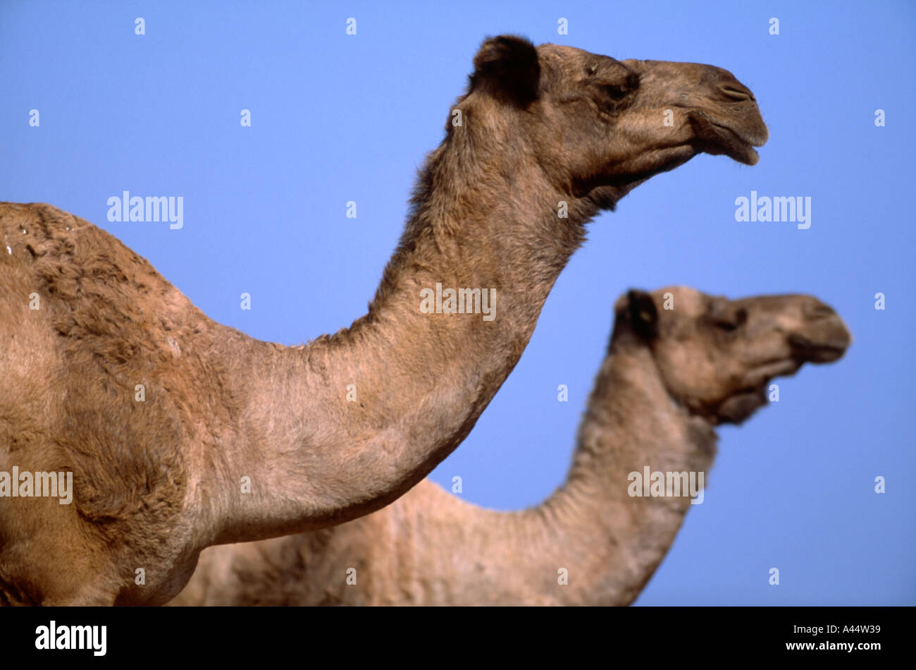 Due nomadi selvatici dromedario cammelli a Dahab Laguna Sinai Egitto Foto Stock