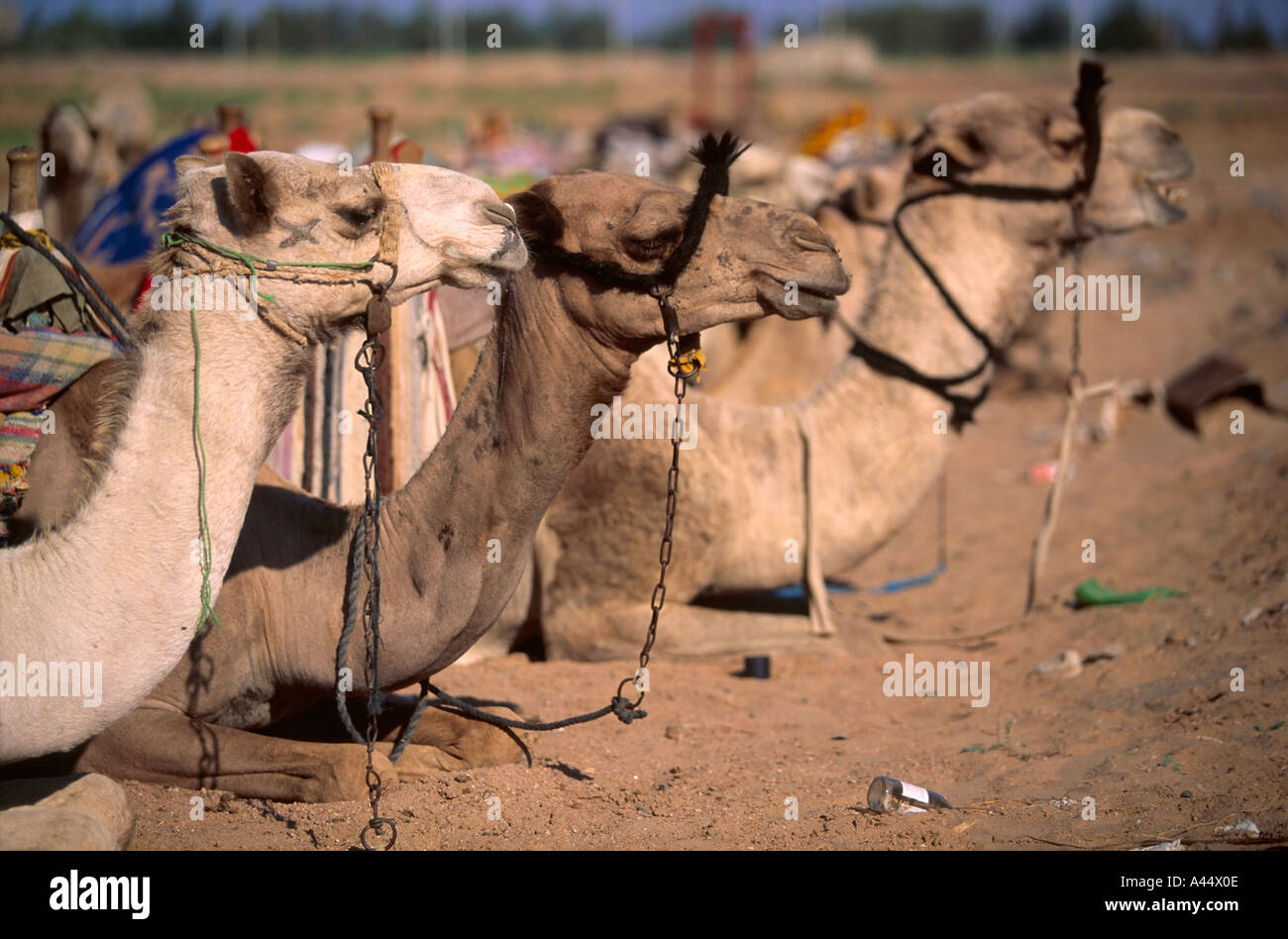 Tre cammelli beduino sedersi sulla sabbia del deserto imbrigliato dalle loro halters apparendo calma a Dahab Laguna Sinai Egitto Foto Stock