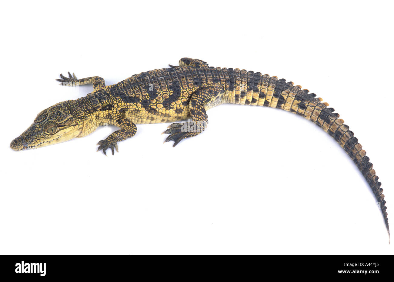 Coccodrillo del Nilo Crocodylus niloticus Sud Africa Crocodile du Nil natura animale rettile ovipari verde grande fiume africano wate Foto Stock