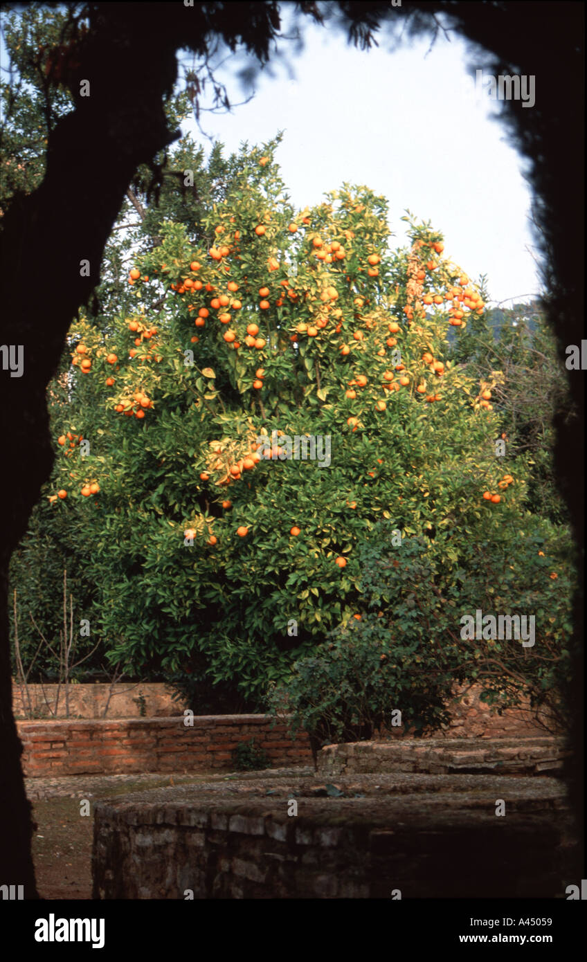 Arancio a La Alhambra Foto Stock
