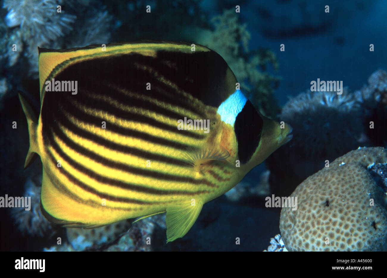 Mar Rosso Racoon butterflyfish, Chaetodon fasciatus, Abu Soma Arbaa (area di Safaga, Mar Rosso, Egitto Foto Stock