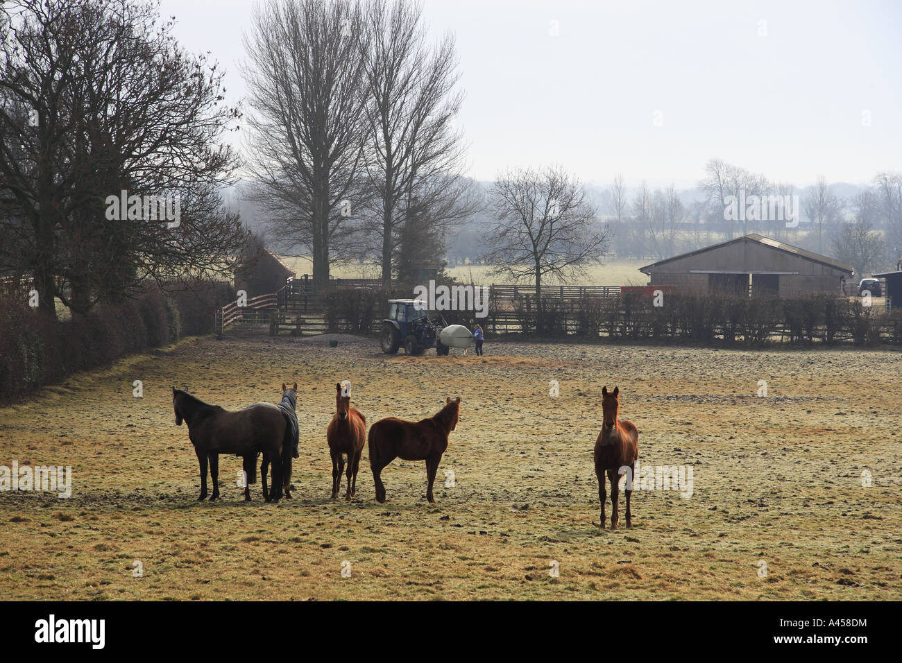 Cavalli su un gelido mattino circa per essere alimentato nello Yorkshire del Nord Inghilterra Foto Stock